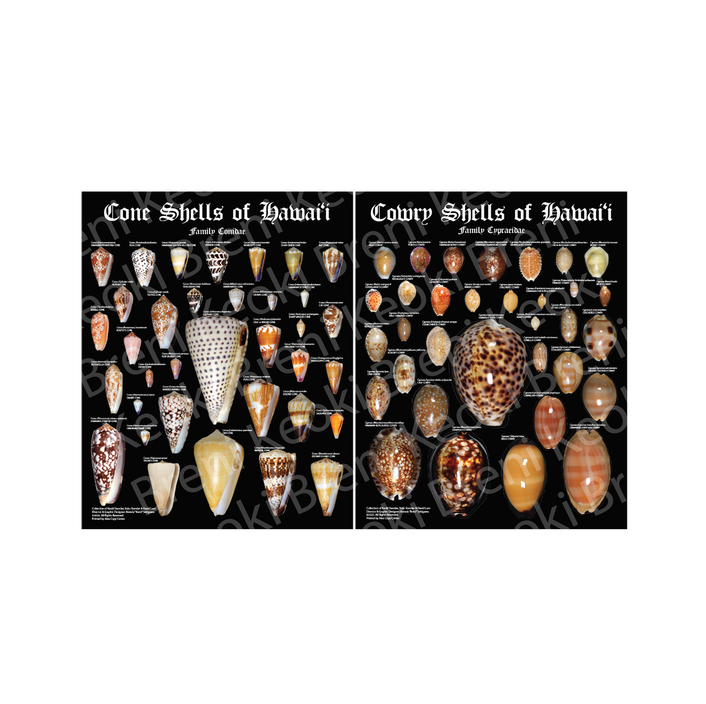 BUNDLE Cone and Cowry Poster 11" x 14"
