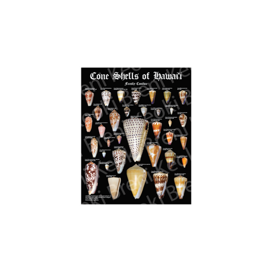Cone Shells Poster 11" x 14" (2024 UPDATED Version)