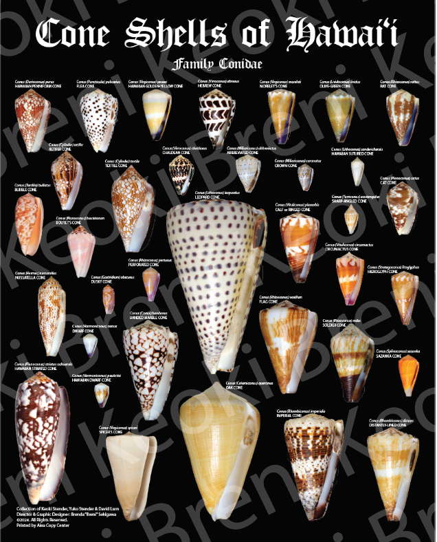 Cone Shells Poster 11" x 14" (2024 UPDATED Version)