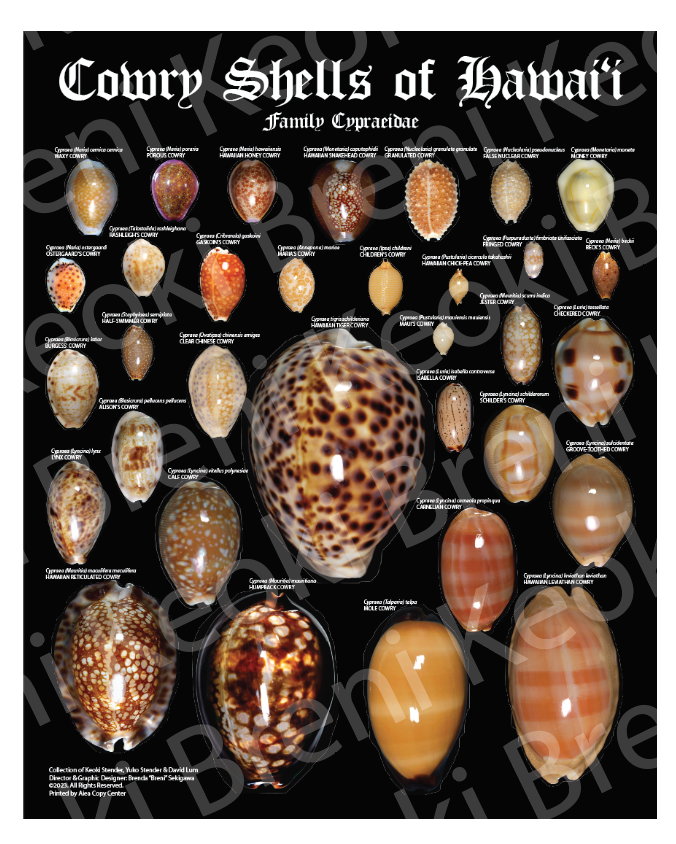 Cowry Shells Poster 11" x 14"