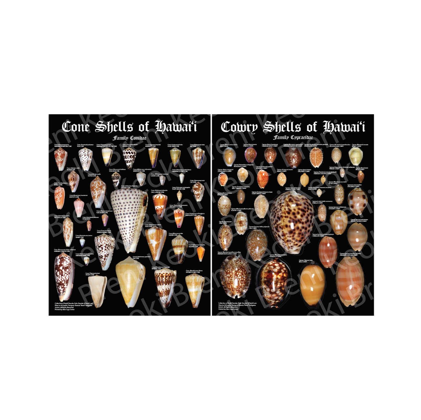 BUNDLE Cone and Cowry Poster 16" x 20"