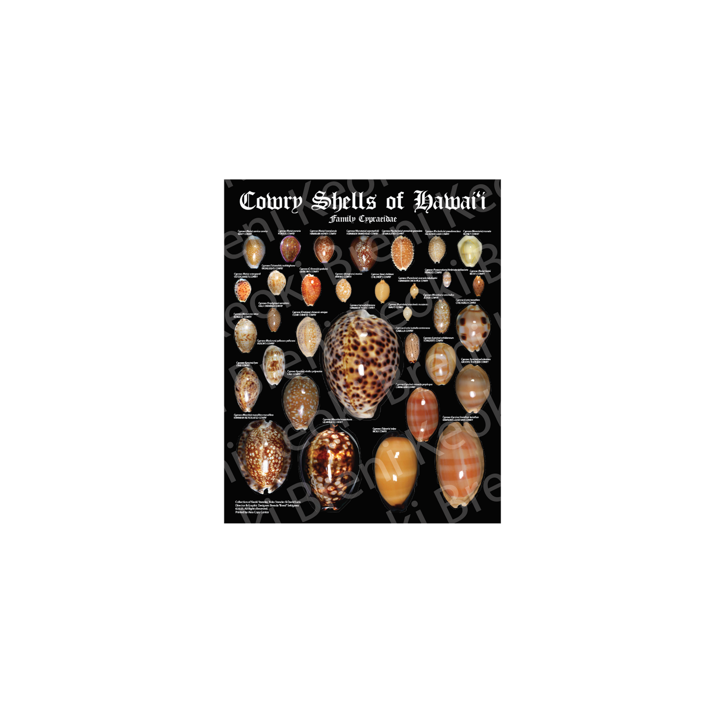 Cowry Shells Poster 11" x 14"