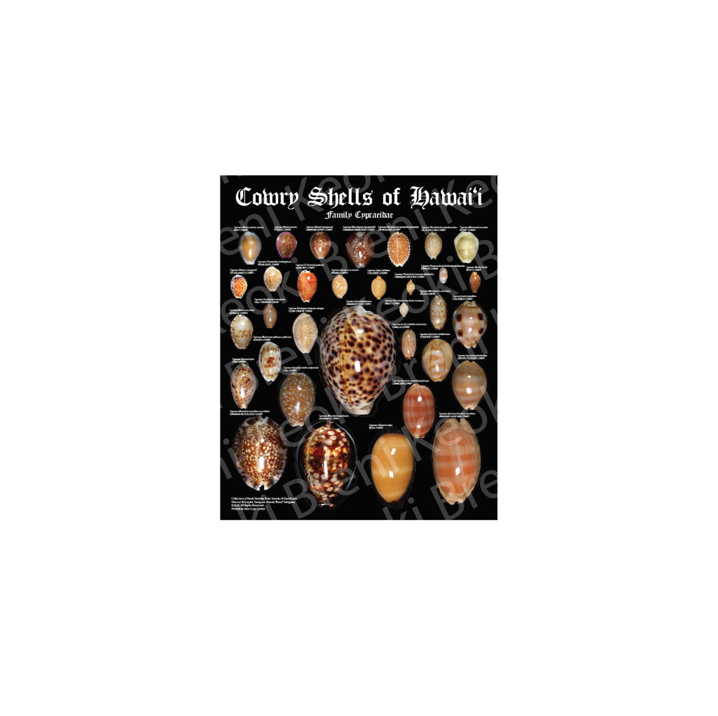 Cowry Shells Poster 16" x 20"