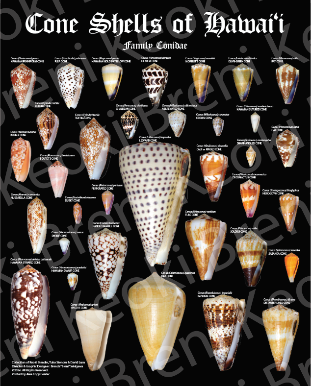 Cone Shells Poster 16" x 20"