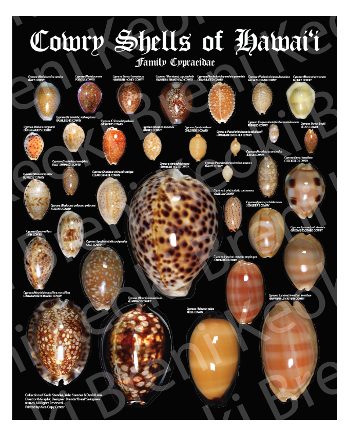 Cowry Shells Poster 16" x 20"