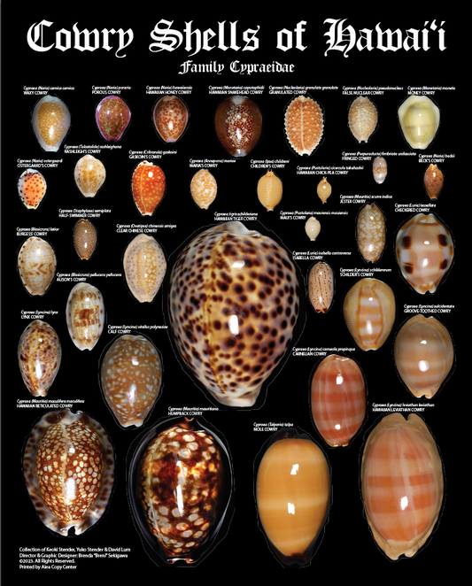 FRAMED Cowry Shell Poster (11 x 14)