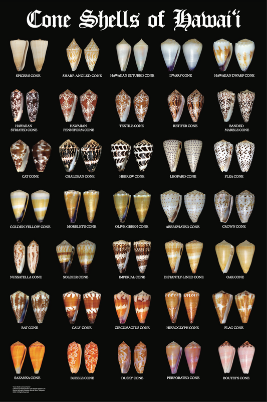 FRAMED Cone Shell Poster (20 x 30)