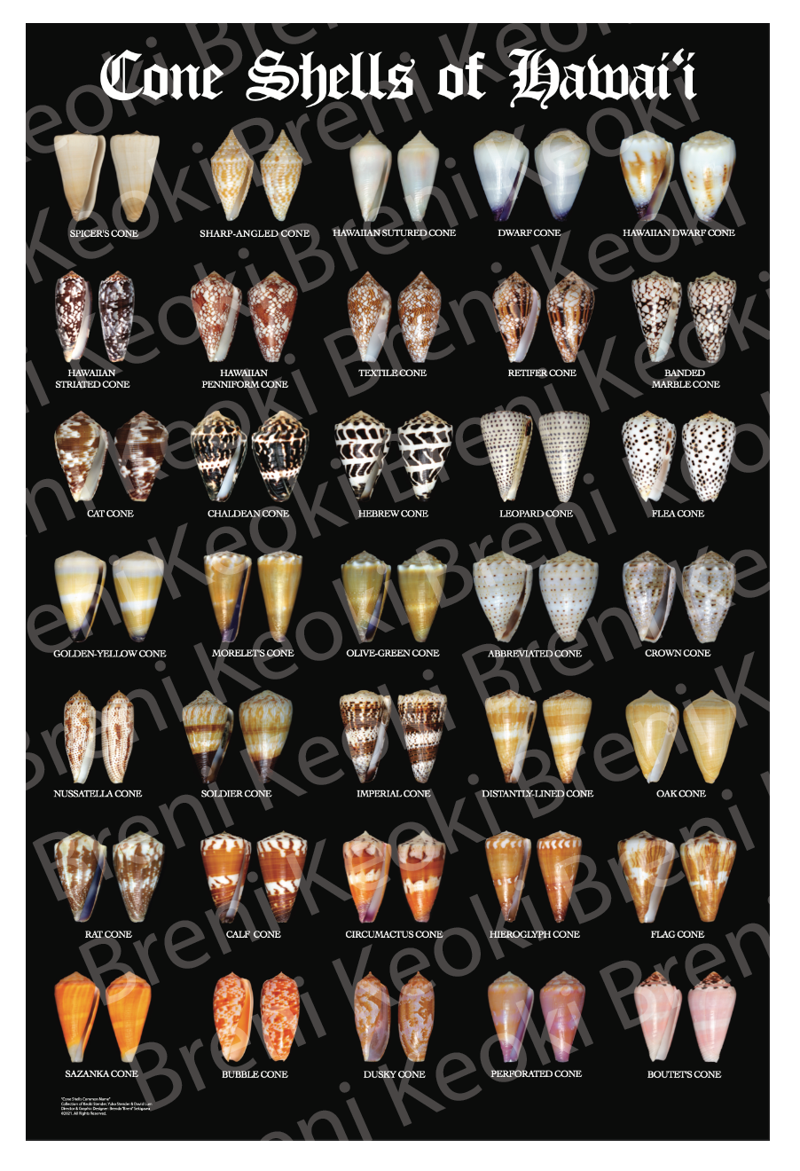 XL Cone Shell Poster 20" x 30"